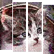 Kitten staing