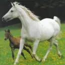 Arabians