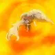 Gaara