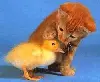 Good duck