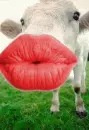 kiss