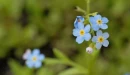 forget me not flowers