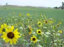 Wild flowers