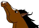 Arabian Stallion