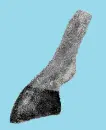 Horse Hoof