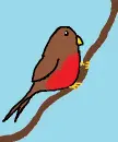 Robin Red Breast