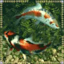 koi fish