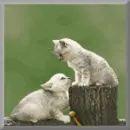 cat play