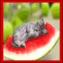 Kitty 
