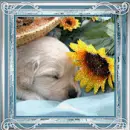 puppy sunflower