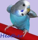 Blue Budgie 