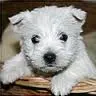 the new dog ina box