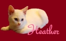 Kitten - Heather