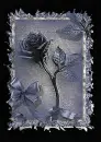Black Rose