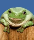 Smiling frog