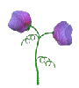 Flower Spin