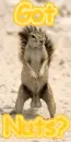 Got Nuts