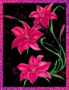 Pink Flowers