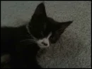 Cat Sleeping With Mustach