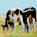 Bessie