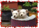 Valentine Dog