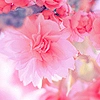 Pink Flower