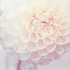 White flower