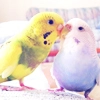 Parakeets