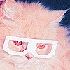 Cat 1