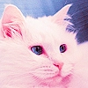 Cat 3
