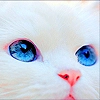 Cat 4