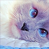 Cat 5