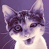 Cat 6