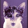 Cat 7