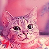 Cat 8