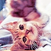 Cat 9
