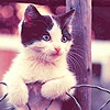 Cat 10