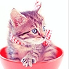 Cat 11