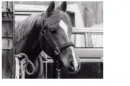 horse in his stall