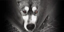 Save The Dogs