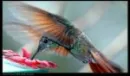 hummingbird flower pink 