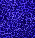 animal prints