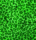 animal prints