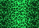 animal prints
