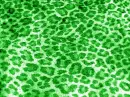 animal prints