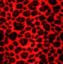 animal prints