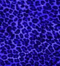animal prints