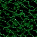 green black