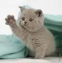 Kitty