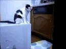 lol